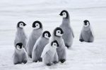 Des scientifiques disent que des milliers de poussins de manchots empereurs de l'Antarctique ont été exterminés