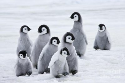 Des scientifiques disent que des milliers de poussins de manchots empereurs de l'Antarctique ont été exterminés