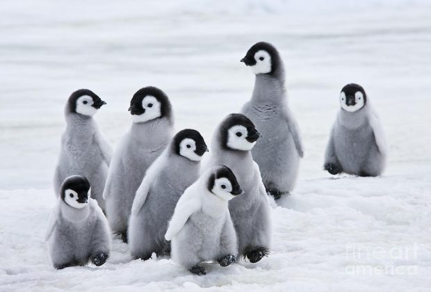 Des scientifiques disent que des milliers de poussins de manchots empereurs de l'Antarctique ont été exterminés