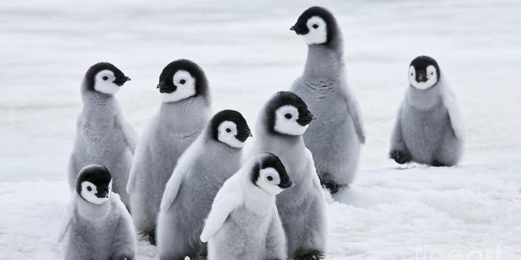 Des scientifiques disent que des milliers de poussins de manchots empereurs de l'Antarctique ont été exterminés