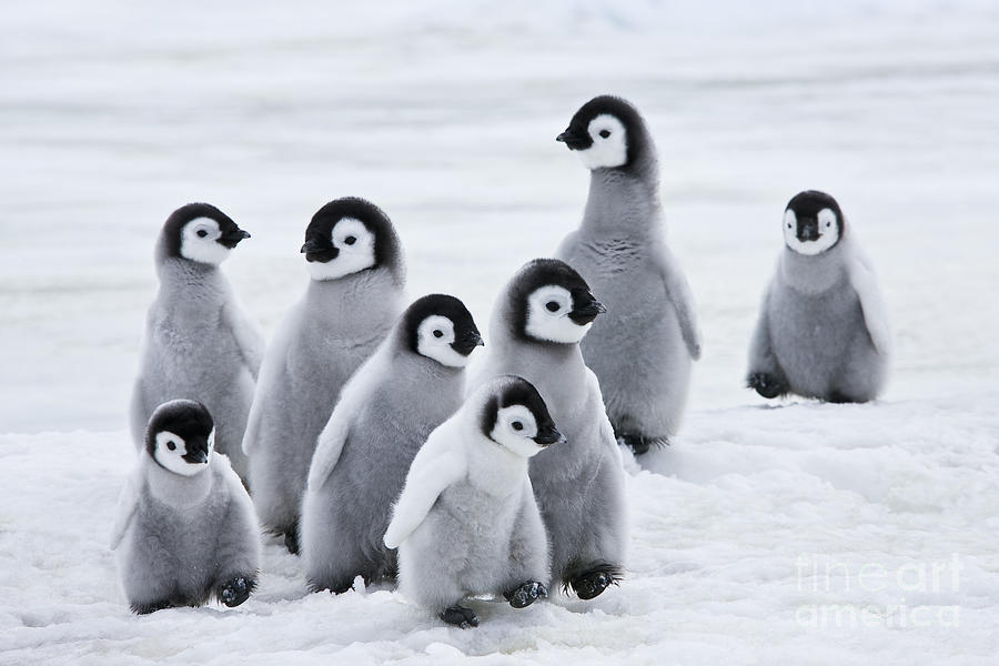 Des scientifiques disent que des milliers de poussins de manchots empereurs de l’Antarctique ont été exterminés