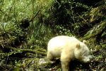 Un panda albinos a été photographié dans une réserve naturelle chinoise