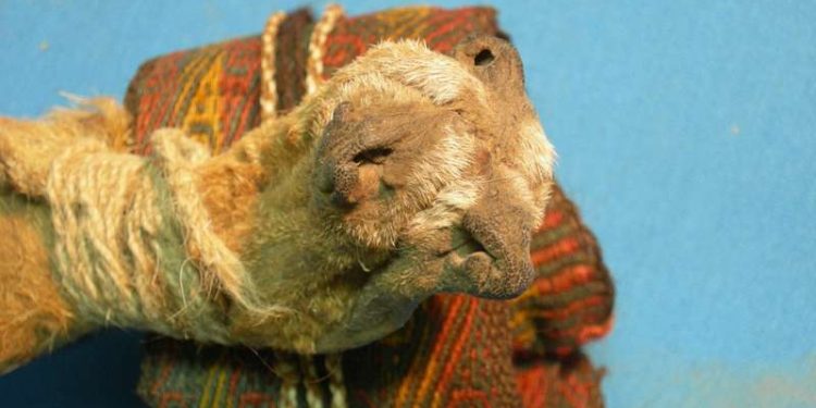 Des traces de drogues retrouvées dans une boîte rituelle sud-américain vieux de 1000 ans