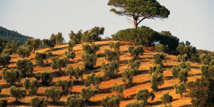 La crise de l'olivier en Italie s'intensifie à mesure de la propagation d'une maladie mortelle pour les arbres