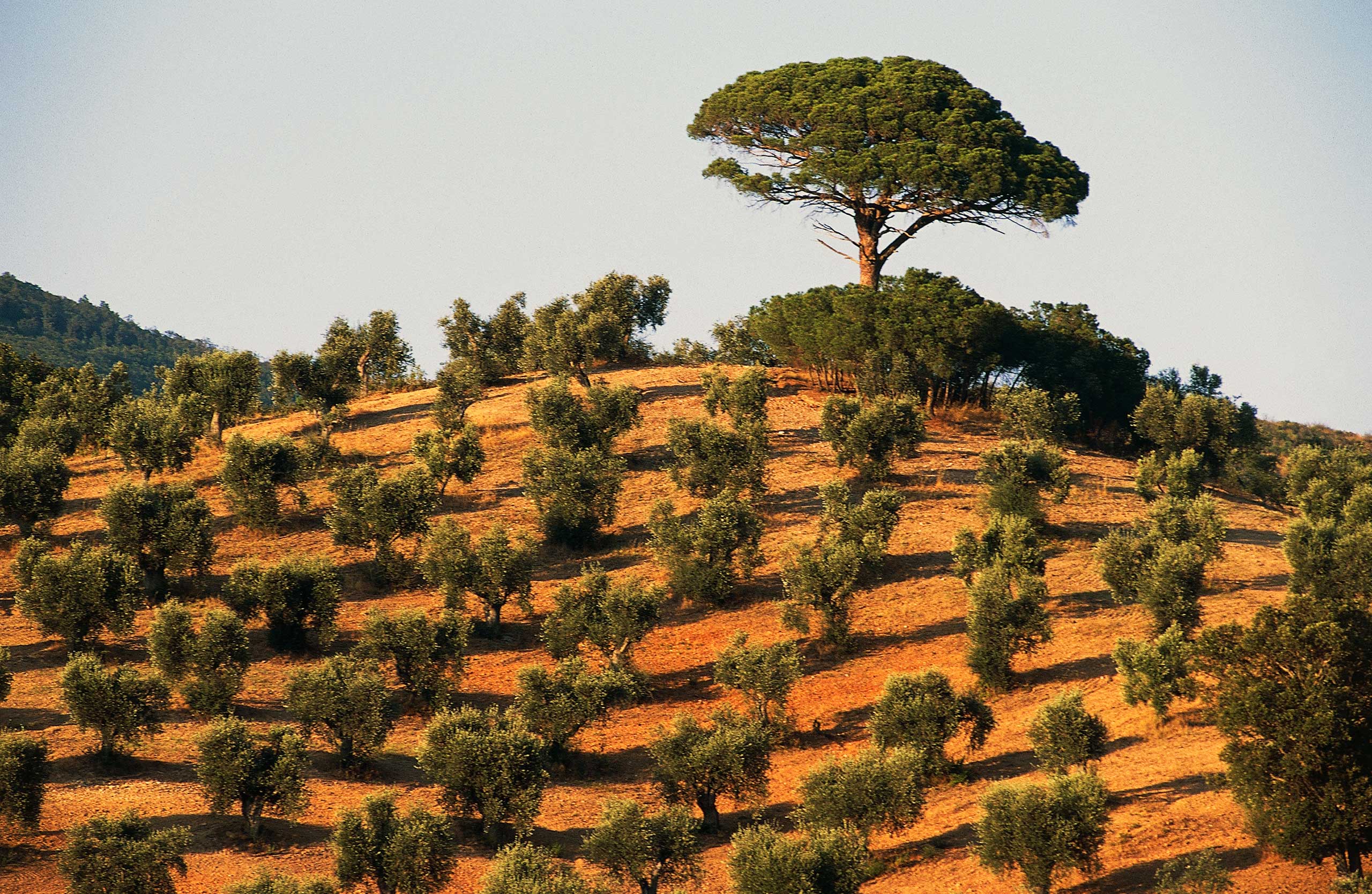 La crise de l’olivier en Italie s’intensifie à mesure de la propagation d’une maladie mortelle pour les arbres