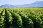 La Californie interdit un pesticide largement utilisé et lié à des lésions cérébrales chez les enfants