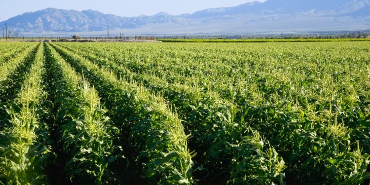 La Californie interdit un pesticide largement utilisé et lié à des lésions cérébrales chez les enfants